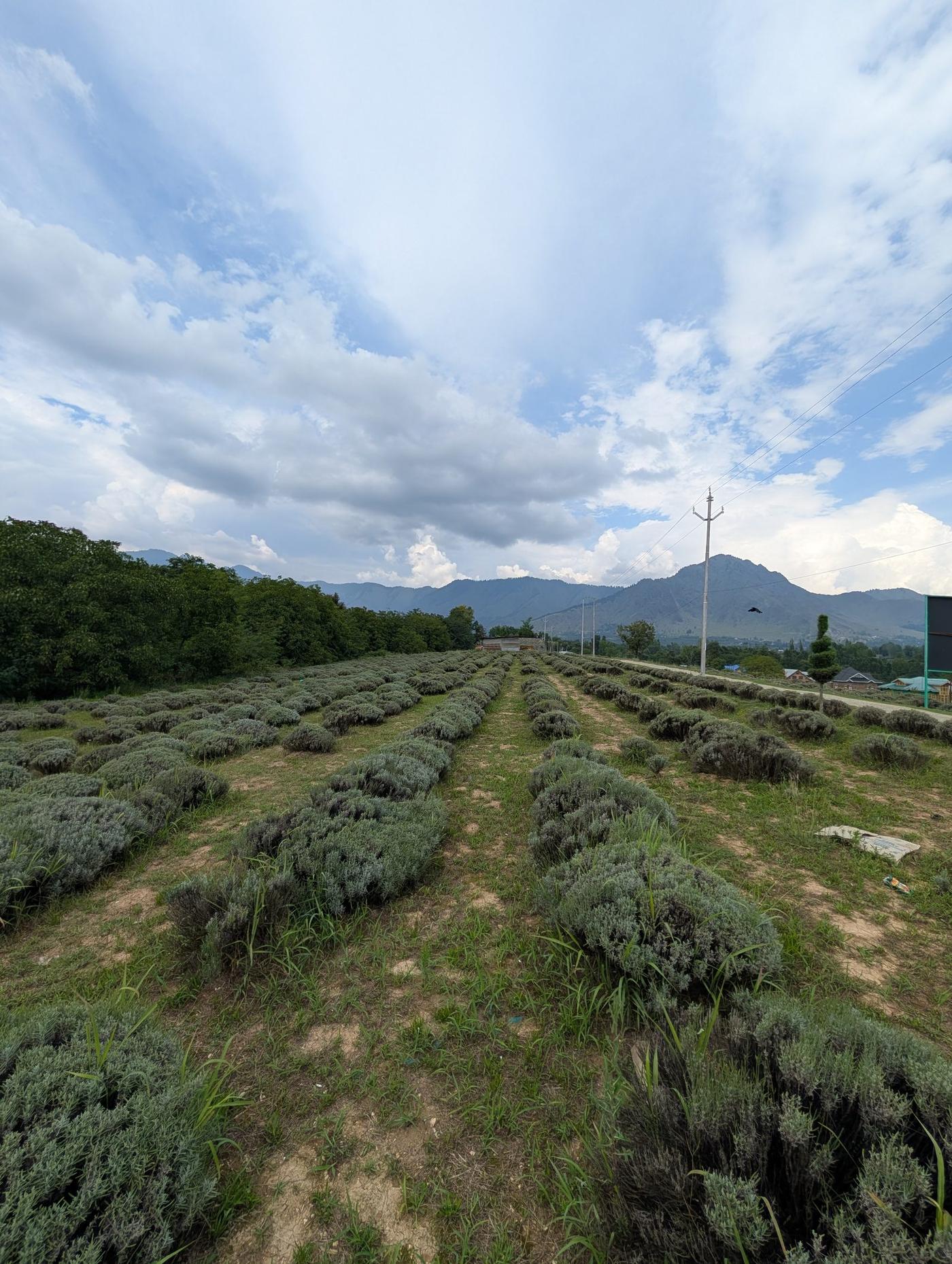 Single-crop lavender rows